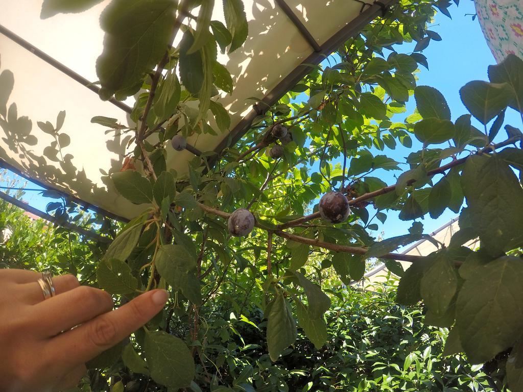 بيزا Biscuit B&B المظهر الخارجي الصورة